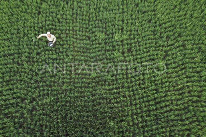 Jejak Efisiensi Pupuk di Lumbung Jagung   
