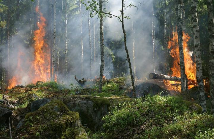 BMKG Lampung: Waspada Kebakaran Hutan Dan Lahan Di Musim Kemarau