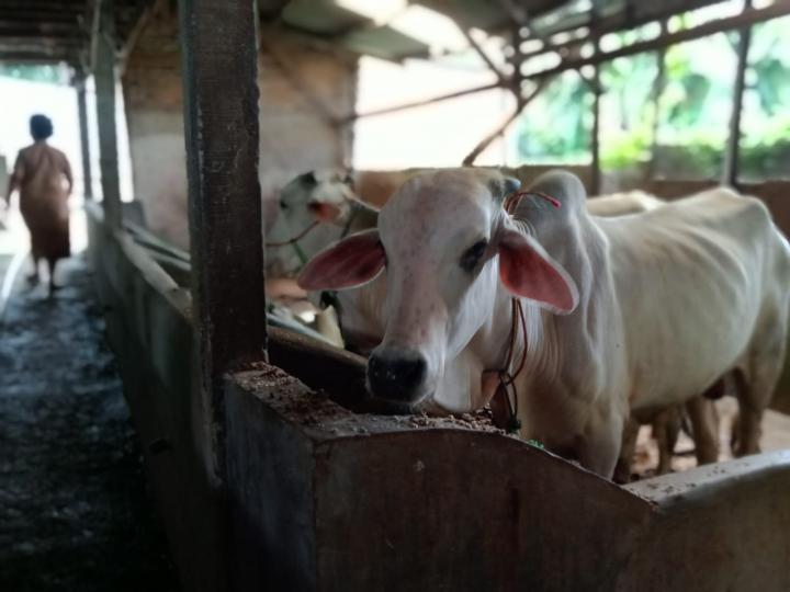Gejala Mirip PMK Pada Hewan Ditemukan di Lampung, Butuh Uji Lab Untuk Membuktikannya