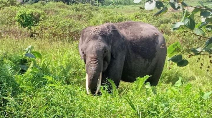 Diserang Gajah Liar! Petani Lampung Timur Tewas Terinjak-ijak