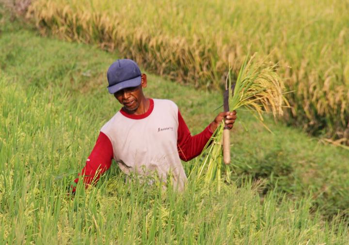 Petani Ngeluh, Pupuk Nonsubsidi Melonjak  Ini Kata Pengamat