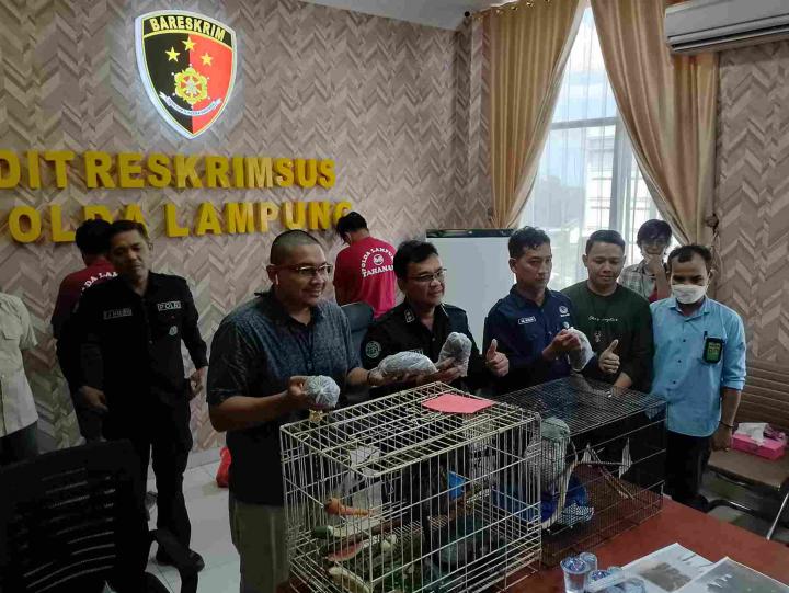 2 Kurir Ratusan Burung Dilindungi-Sisik Trenggiling Diciduk Ditreskrimsus Polda LampungÂ 