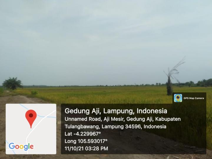Tanah 52 Hektar di Simpang Mesir Tulang Bawang Dijual, Buruan Hubungi