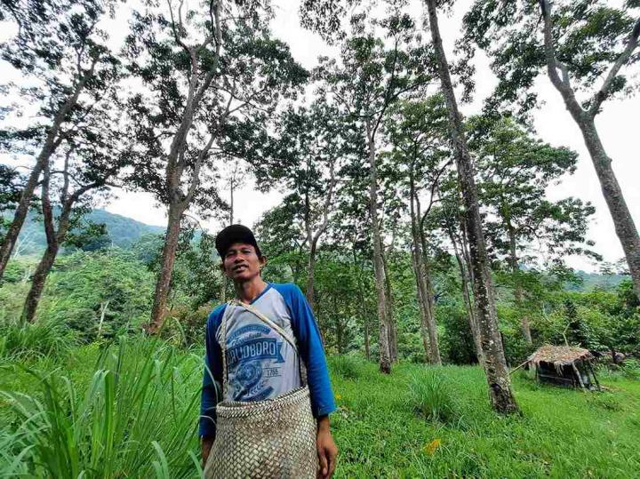 Cerita Petani Kemiri Hutan Desa Bayas Jaya, Hasil Panen Bisa Sekolahkan Anak