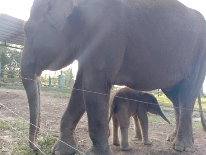 Seekor Anak Gajah Sumatra Lahir di Taman Satwa Lembah Hijau 