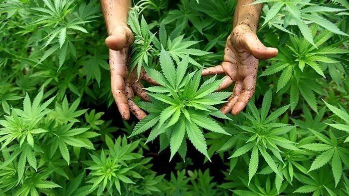 Ganja Sebagai Alat Terapi, Ini Kata IDI Wilayah Lampung
