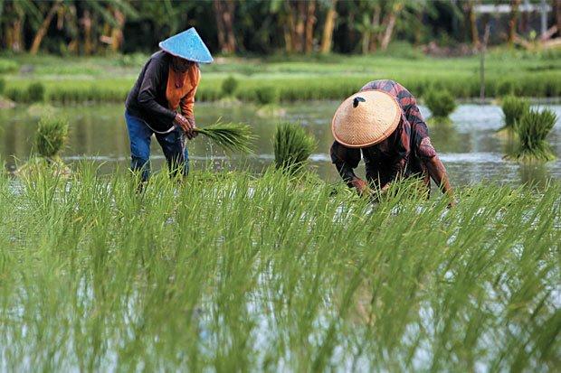 Mentan Sebut Realisasi KUR Pertanian di Lampung Tembus Rp4,078 Triliun
