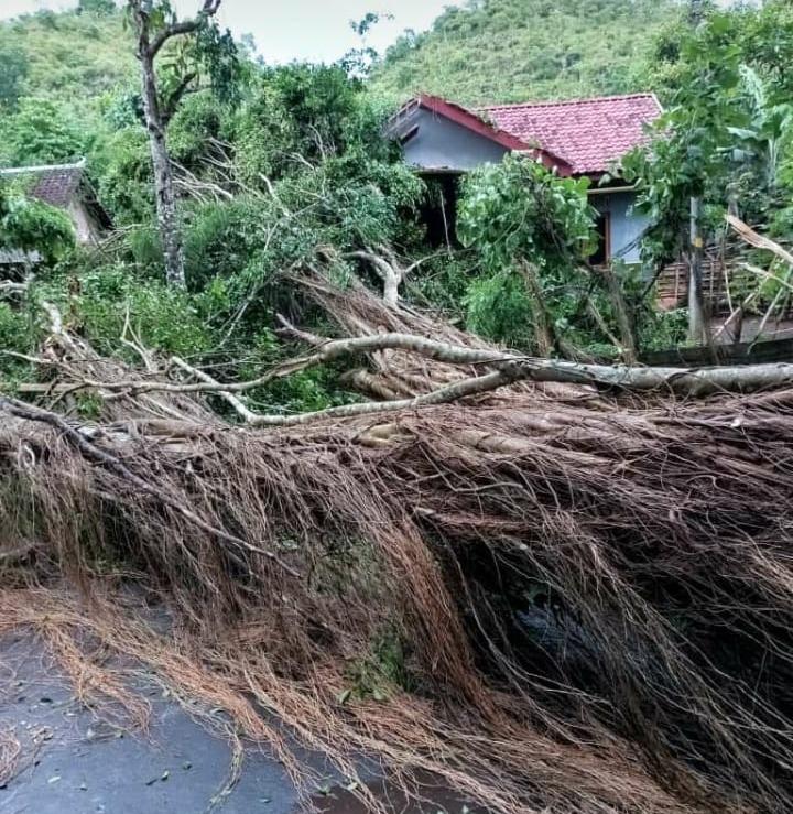 Pohon Raksasa Berumur Ratusan Tahun Roboh Timpa Rumah, Begini Kondisinya