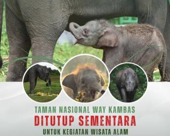 Demi Keselamatan Warga & Gajah, Objek Wisata (TNWK), Ditutup Sementara