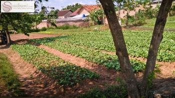 Mengenal Teknik Bedengan Tanaman Hortikultura