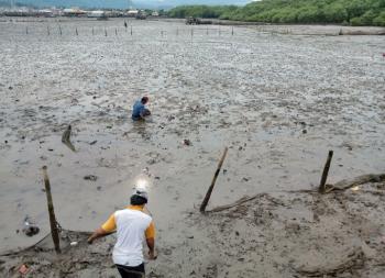 Air Laut Pulau Pasaran Surut, Warga Manfaatkan Cari Kerang 