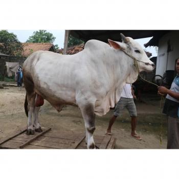 Idul Adha Tahun 2021, Pemprov Lampung Berkurban 36 Sapi dan 10 Kambing