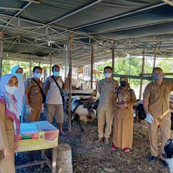 Jelang Idul Adha, Disnakeswan Lakukan Pemeriksaan Hewan Kurban