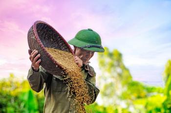 Harga Gabah Kering Panen di Lampung Turun 4%