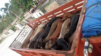 Tanpa Sertifikat Kesehatan, 4,7 Ton Daging Kerbau dan 30 Ekor Sapi Ditolak Masuk LampungÂ 