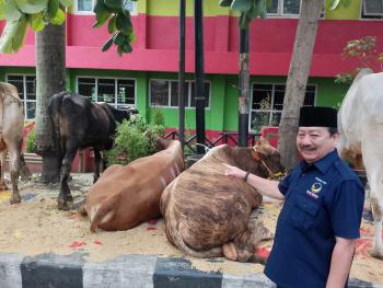 Idul Adha 1444 H, DPW NasDem Lampung Kurban 15 Ekor SapiÂ 