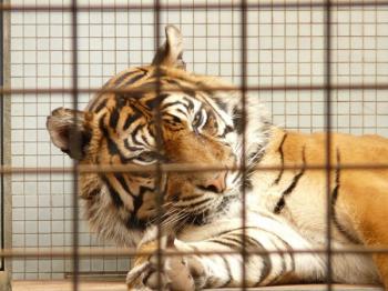 2 Harimau Ragunan Positif Covid-19, Begini Kondisinya