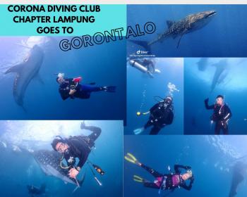 Keseruan Divers Corona Lampung, Jakarta, Bali dan Palembang Bermain Dengan Hiu Paus di Gorontalo