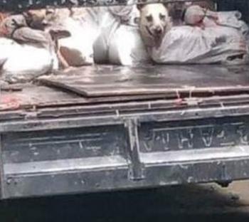 Penyelundupan Anjing di Kulonprogo, Tersangka akan Segera Disidangkan