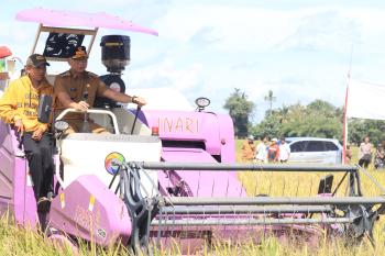 Petani Lampung Sambut Gembira Panen Raya, Pemerintah Pastikan Harga Gabah Menguntungkan