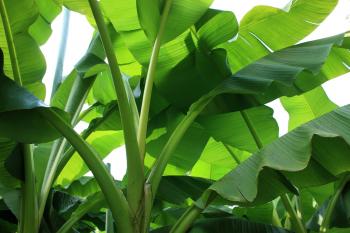 10 Manfaat Daun Pisang, Bisa Jadi Obat Penyakit