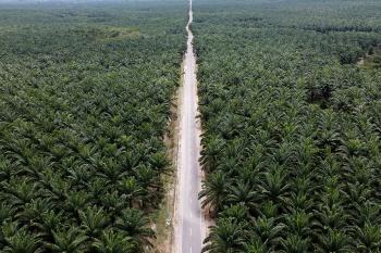 Isu Deforestasi Imbas Kepada Pengusaha Sawit, Benarkah?
