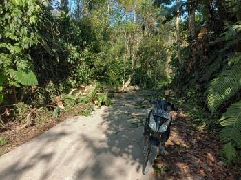 Pohon Besar Tumbang, Melintang Dibadan Jalan Lingkar Kabupaten Di Pekon Jagaraga Sukau