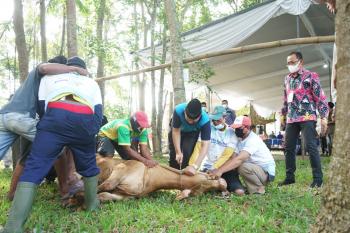 Penuh Syukur Peringati Hari Raya Idul Adha, UNILA Salurkan 29 Ekor Hewan Kurban