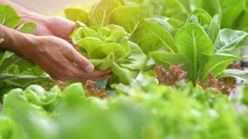 Mantab ! Pria Pencuri Besi Tiga Meter Bebas dan Dibekali Pekerjaan Kebun Sayuran