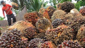 SPKS Desak Perbaikan Sistem Penjualan Kredit RSPO agar Petani Sawit Mandiri Dapat Manfaat Ekonomi yang Adil