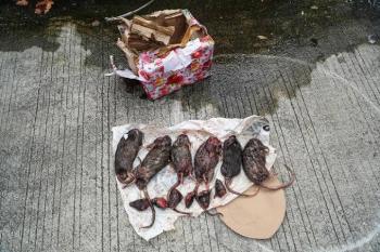 Diteror Lagi! Kini Tempo dapat Kiriman 6 Tikus yang Terpenggal