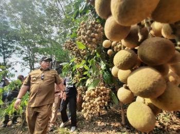 Potensi Sentra Buah Kelengkeng di Lampung TimurÂ 
