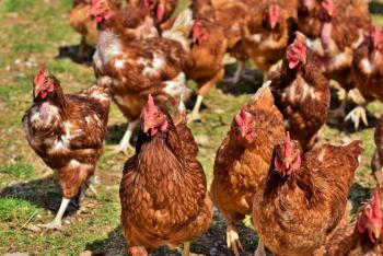Nasib  UMKM di Tengah Pandemi, Budi Seorang Pertenak Ayam 20 Tahun Ikut Bertahan Merajut Asa
