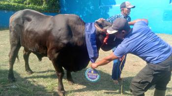 Walikota Eva Dwiana Salurkan 93 Hewan Qurban
