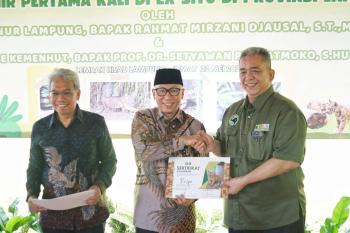 Anak Harimau Sumatera Tampil Perdana, Gubernur Lampung Resmikan Nama