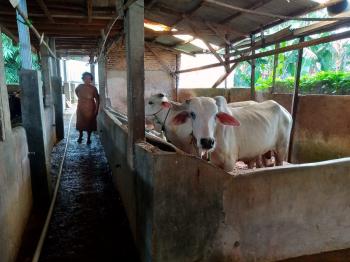 6 Sapi di Lampung Positif PMK, Tidak Menular Kepada Manusia