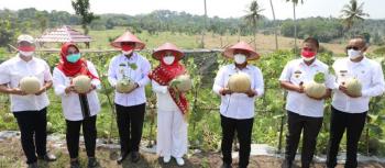 Selama Pandemi, Kebun Edukasi Sudah Tiga Kali Produksi Buah Melon