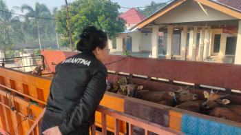 Lagi, Puluhan Sapi Ditolak Masuk LampungÂ 