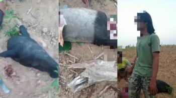 Miris, Tapir Dilindungi Disembelih di Register 45 Mesuji, BKSDA Tempuh Jalur Hukum