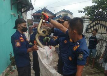 Geger! Ular Sanca Sepanjang 1,5 Meter Masuk Rumah Warga