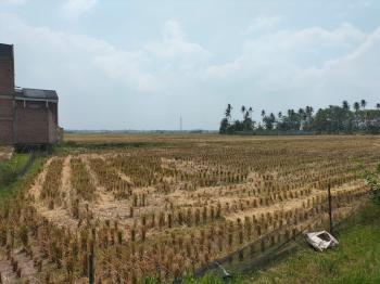 765 Hektare Lahan Pertanian Padi di Lampung KekeringanÂ 