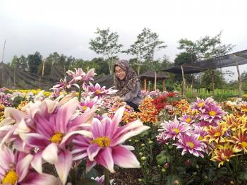 Wujudkan Ekonomi Masyarakat, Taman Seribu Bunga di Simpang Penawar Sudah 12,5 Persen Berjalan