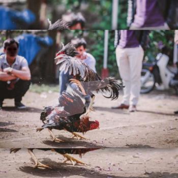Sabung Ayam Tragedi, Oknum TNI-Polri Jadi Tersangka Kasus Perjudian dan Pembunuhan pada Insiden Way Kanan