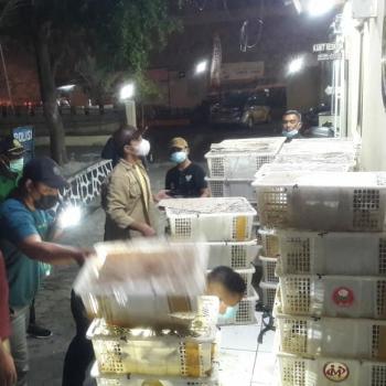 Ribuan Burung Ilegal Berhasil di Gagalkan Aparat Gabungan Berhasil di Bakauheni Lampung Selatan