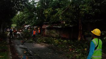 Pohon Roboh di Jalan P Emir Moh Noer, Sejumlah Titik Mengalami Pemadam Listrik 