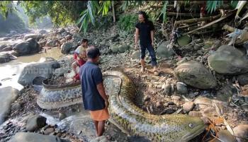 Ikan Sidat Raksasa Berat Satu Ton Viral di Medsos, Ternyata Begini 
