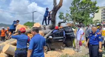 Pohon Tumbang Timpa Dua Mobil di Area Hotel Holiday Inn, Satu Korban Terjebak