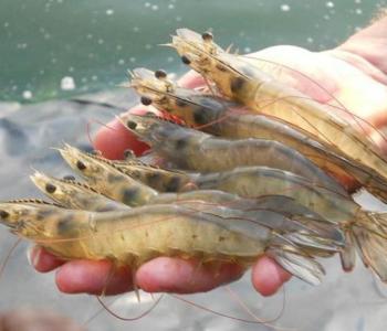 BMKG Prediksi Hujan Guyur Wilayah Tambak Udang Vaname di Lampung, Risiko Udang Mati Tinggi