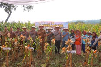 Dukung Ketahanan Pangan Nasional, Polresta Bandar Lampung Panen Jagung