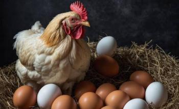 Pemerintah Diminta Perhatikan Nasib Peternak Ayam Petelur Lokal di Lampung